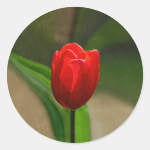 Red Tulip Spring Blume Runder Aufkleber