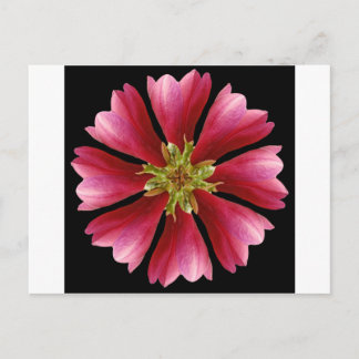 Red Tulip Tree Postkarte