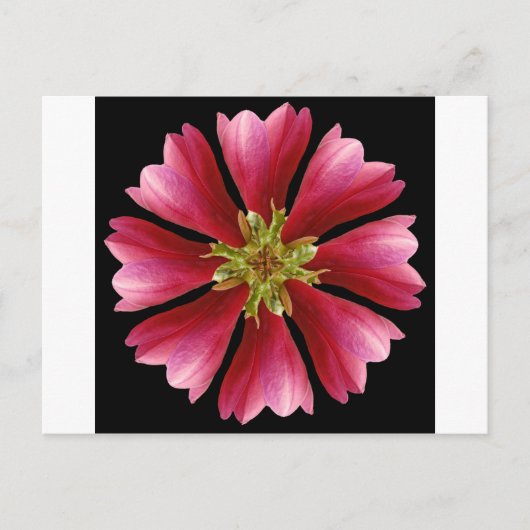 Red Tulip Tree Postkarte (Vorderseite)