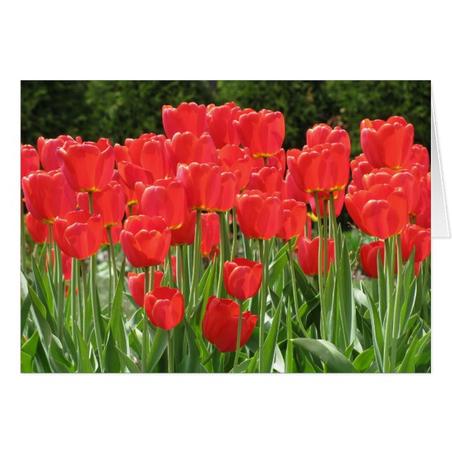 Red Tulips (Vorderseite (Horizontal))