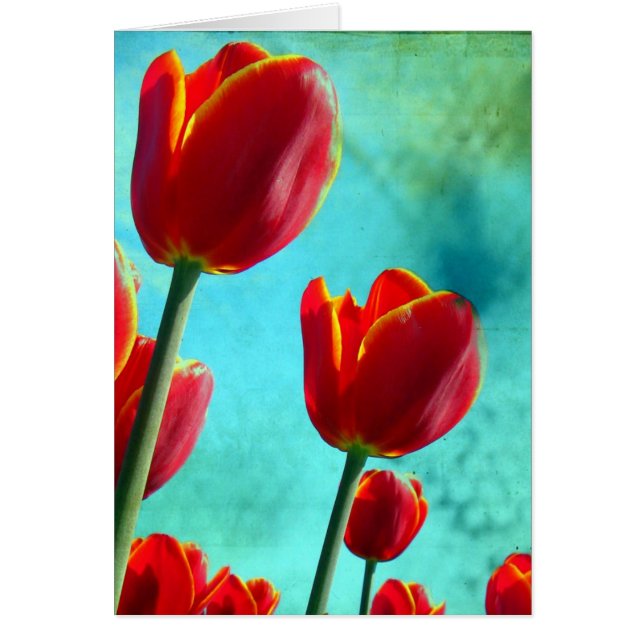 Red Tulips (Vorne)