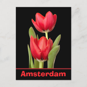 Red Tulips Amsterdam Postkarte