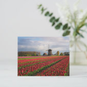 Red tulips and a windmill postkarte (Stehend Vorderseite)
