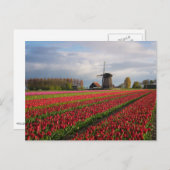 Red tulips and a windmill postkarte (Vorne/Hinten)