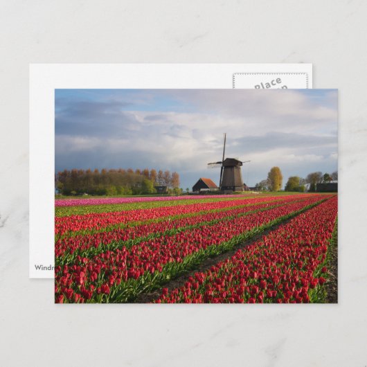 Red tulips and a windmill postkarte (Vorne/Hinten)