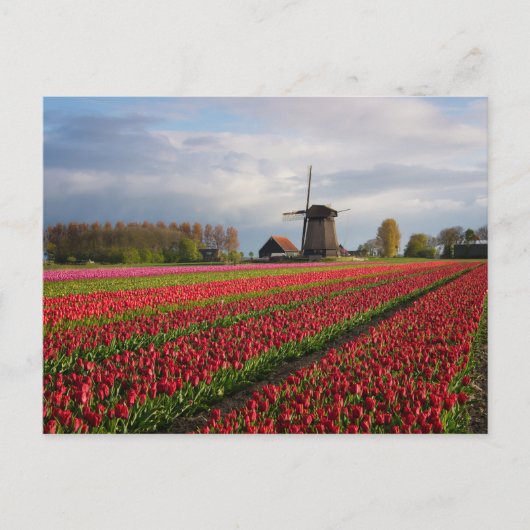 Red tulips and a windmill postkarte (Vorderseite)