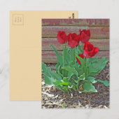 Red Tulips Art Postkarte (Vorne/Hinten)