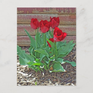 Red Tulips Art Postkarte