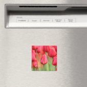 Red Tulips Foto Magnet (In Situ (Geschirrspüler))