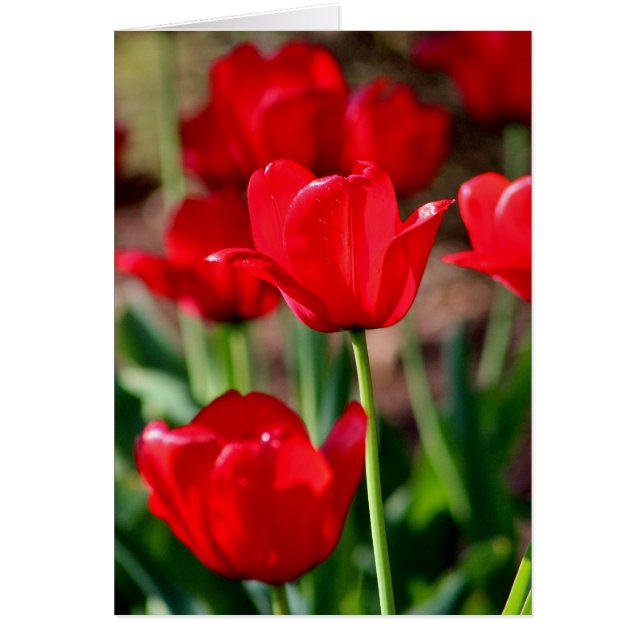 Red Tulips individuell einstellbar (Vorne)