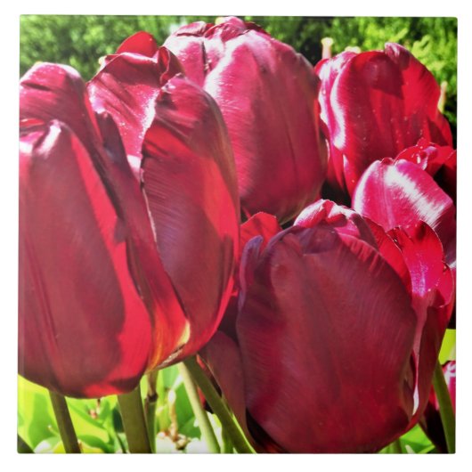 Red Tulips Keramik Tile Fliese (Vorderseite)
