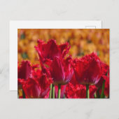 Red Tulips mit Orange Background DIY Postkarte (Vorne/Hinten)