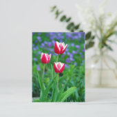 Red Tulips Postcard Postkarte (Stehend Vorderseite)