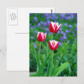 Red Tulips Postcard Postkarte (Vorne/Hinten)