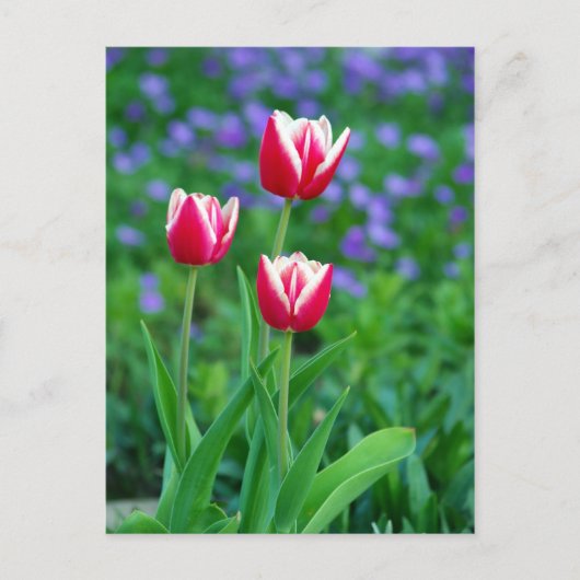 Red Tulips Postcard Postkarte (Vorderseite)