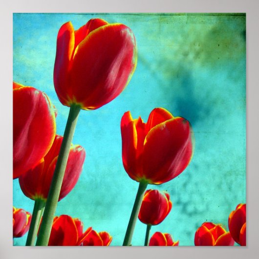 Red Tulips Poster (Vorne)