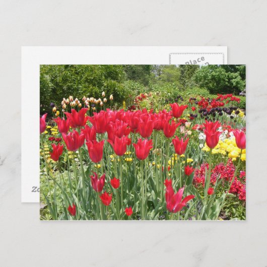 RED TULIPS POSTKARTE (Vorne/Hinten)
