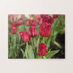 Red Tulips Puzzle