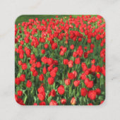 Red Tulips Quadratische Visitenkarte (Vorderseite)
