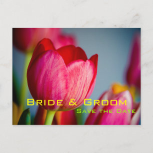 Red Tulips Save the Date Postcard Ankündigungspostkarte