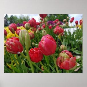 Red Tulips Spring Poster