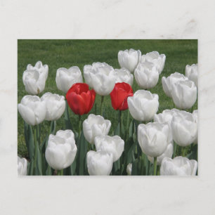 Red Valentine Tulips Feiertagspostkarte