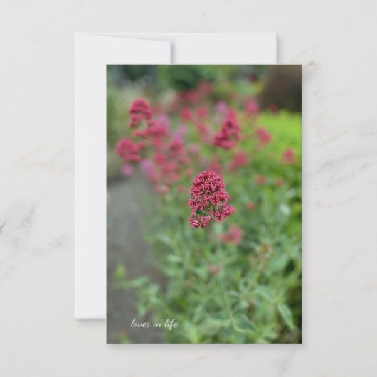 Red Valerian Mitteilungskarte (Vorderseite)