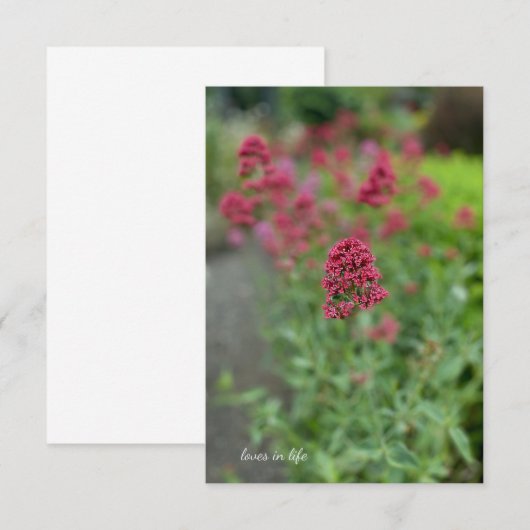 Red Valerian Mitteilungskarte (Vorne/Hinten)