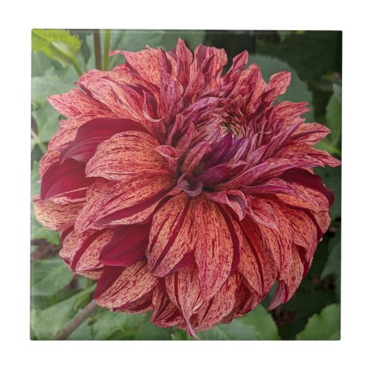 Red Variegated Dahlia Bloom Floral Fliese (Vorderseite)