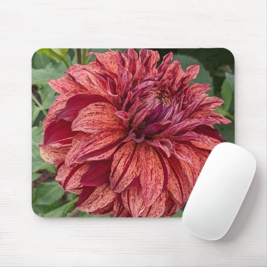 Red Variegated Dahlia Bloom Floral Mousepad (Mit Mouse)