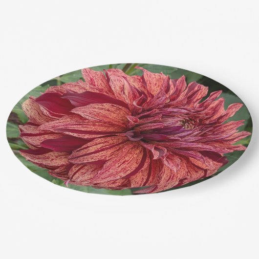Red Variegated Dahlia Bloom Floral Pappteller (Schrägansicht)