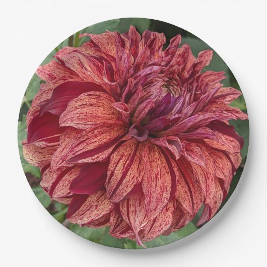 Red Variegated Dahlia Bloom Floral Pappteller (Vorderseite)