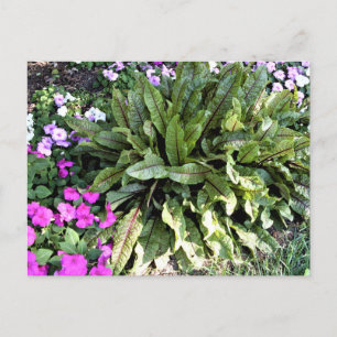 Red Veined Sorrel Pink Impatiens Flower Garden Postkarte