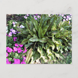 Red Veined Sorrel Pink Impatiens Flower Garden Postkarte