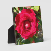 Red Velvet Bud Fotoplatte (Vorderseite)