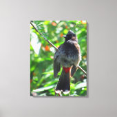 Red-vented Bulbul Leinwanddruck (Vorderseite)