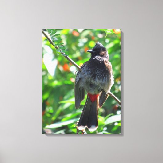 Red-vented Bulbul Leinwanddruck (Vorderseite)