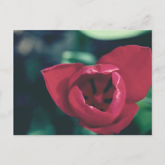 Red Vintag Tulip Postkarte (Vorderseite)