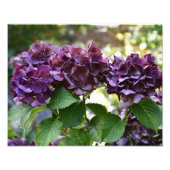 Red Violet Hydrangea Blooms Floral Fotodruck (Vorne)