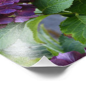 Red Violet Hydrangea Blooms Floral Fotodruck (Ecke)