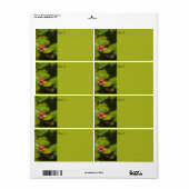 Red Water Lily Blossom Impressionistische Digitale (Vorne)