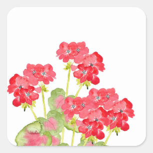 Red Watercolor Geranias 2 Quadratischer Aufkleber