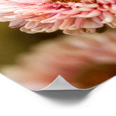 Red White China Asters Poster (Ecke)