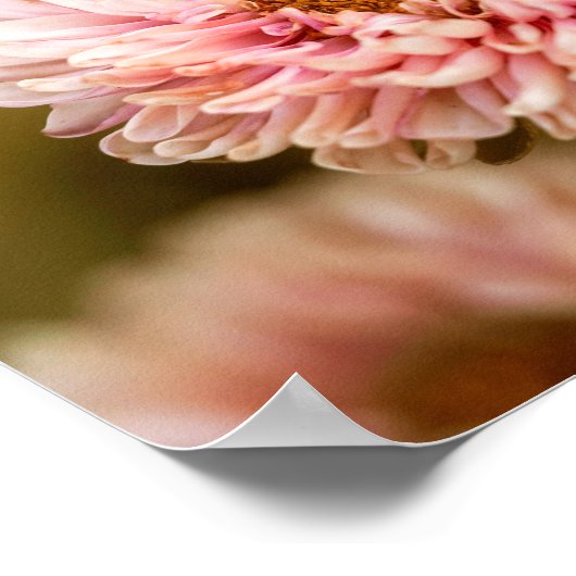 Red White China Asters Poster (Ecke)