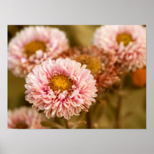 Red White China Asters Poster