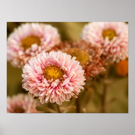 Red White China Asters Poster (Vorne)