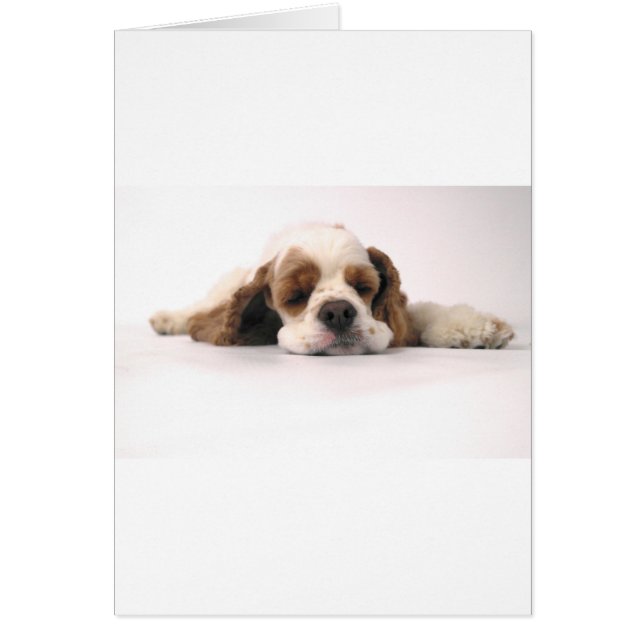 Red/White Cocker Spanisch schlafend (Vorne)