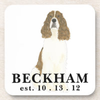 Red & White English Springer Spaniel