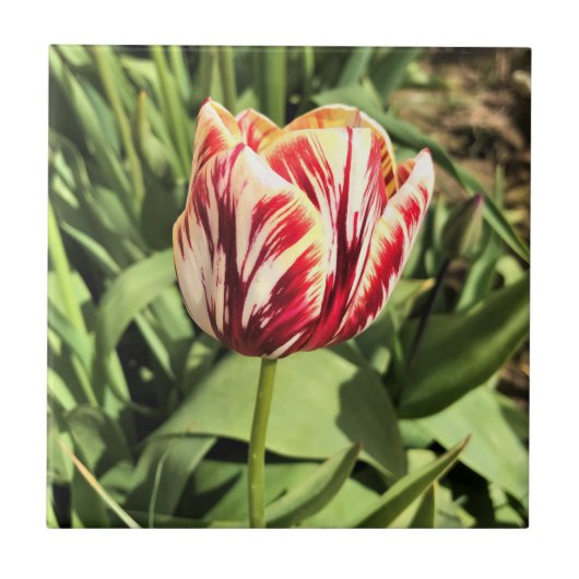 Red & White Tulip Fliese (Vorderseite)