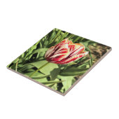 Red & White Tulip Fliese (Seite)